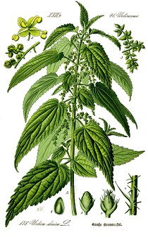 urtica dioica